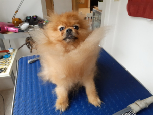 Yuki