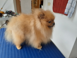 Yuki