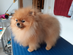 Yuki
